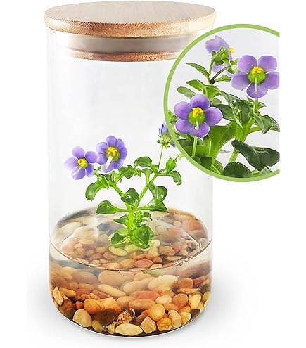 Amazon.com: Maintenance Free Live Pitcher Plant (Nepenthes tobaica